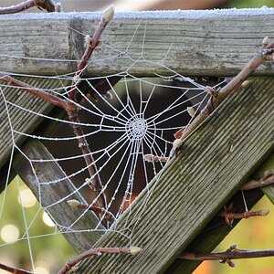 ein gefrorenes Spinnennetz