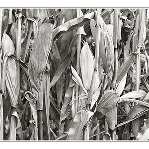 2008-10
Der letze Mais II

Nikon F5; Kodak 400Tmax in Spur-HRX2; Af 50/1,8