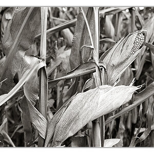 2008-10
Der letze Mais I

Nikon F5; Kodak 400Tmax in Spur-HRX2; Af 50/1,8