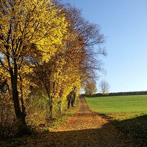 beschienene Bäume