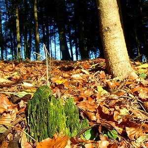 Herbstwald