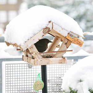 Vogelhaus mit Nutzer