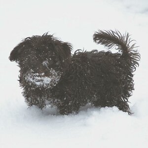 Bennyschnee1
