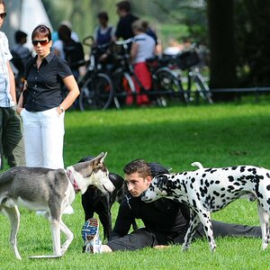spagat hund klein