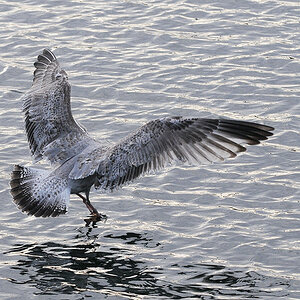 Kieler Moeven 2008 16b