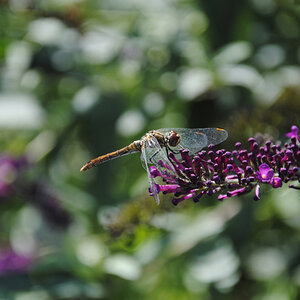 Libelle