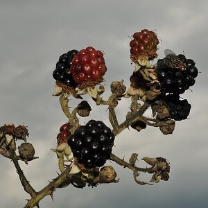 Brombeeren1