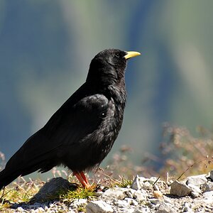 comp Alpen 053