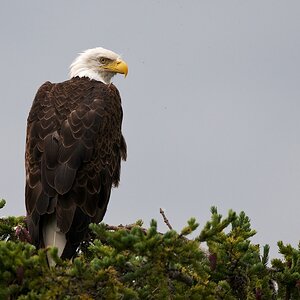 Seeadler