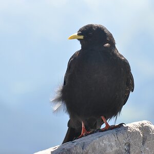 comp Alpen 062