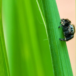 2010 08 04 Schwarze Springspinne 01 01