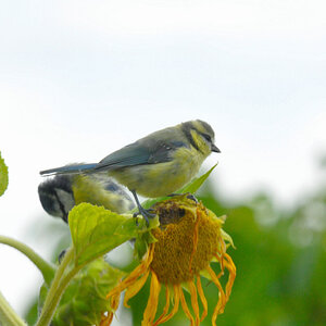 Nikon D90 Sigma 50-500 4-6.3; Stativ Cullmann Magnesit;Blende 22; 1/200s;ISO 1600; Bei 500mm;