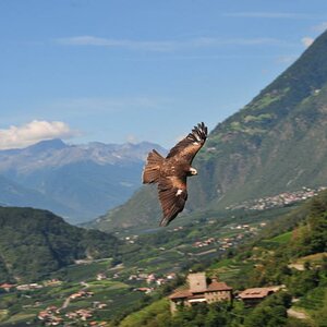 Raubvogel in Meran