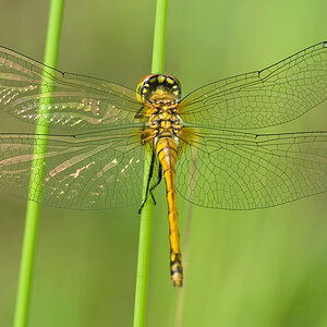 2010 08 13 Schwarze Heidelibelle 01 07