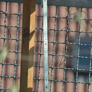 Dies ist eines der besten Bilder die entstanden sind. Die Daten: auf Stativ Cullmann Magnesit; Entfernung wieder ca. 16 m; Autofokus auf 80 cm am Zoll