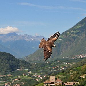 Raubvogel in Meran