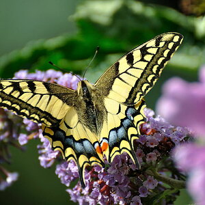 Schwalbenschwanz - Papilio machaon