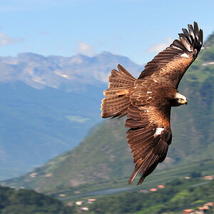 Raubvogel Meran 2