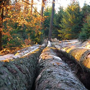 Baumstämme, Perspektive, 2009