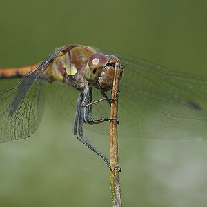 comp libelle1 neu