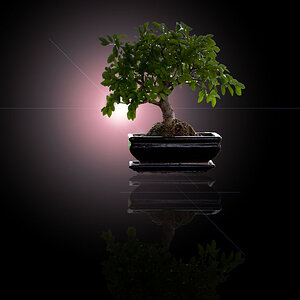 Bonsai Spiegelung 2