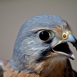 Falke