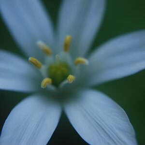 Blüte blau, 2010