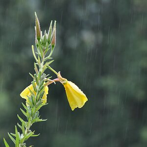 Raindrops

D5000 / Nikkor 55-200 VR

200.0mm / f/9.0 / 0.017s (1/60) / ISO 280