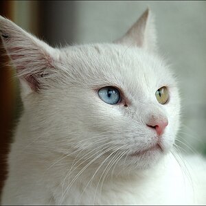 Kater, Ostseeurlaub 2010