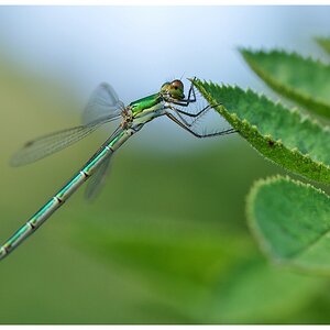 Libelle