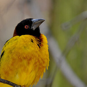 Webervogel