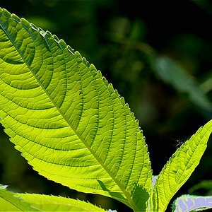Blatt im gegenlicht