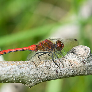 2010 08 26 Blutrote Heidelibelle 01 01