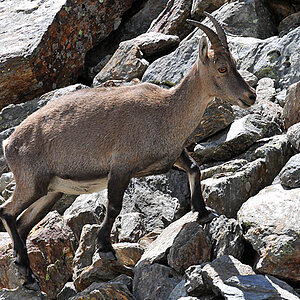 Steinbock, fotografiert im Saastal in der Schweiz (D300 AF-S 70-300 bei 300 mm)