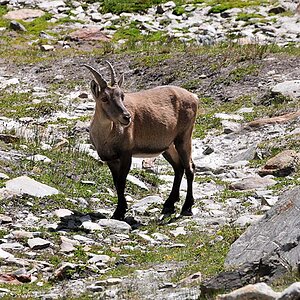 Steinbock am Fusse des Jägihorns (CH)