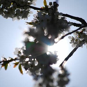 Kirschblüte
