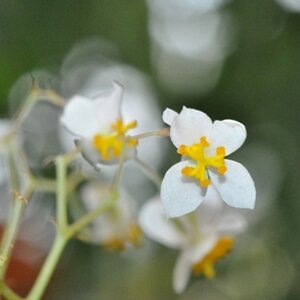 Nochmal die Blüte