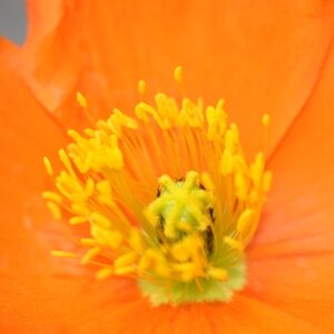 Mohn - ganz nah