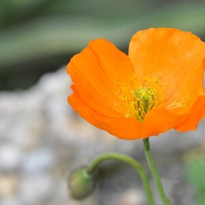 Mohnblume