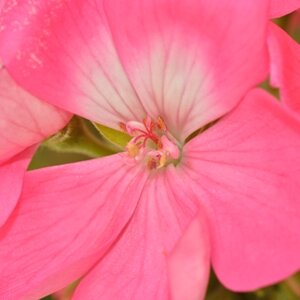 rosa Blüte