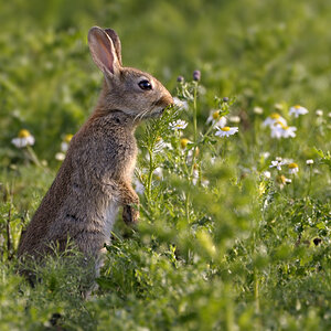 Kaninchen0600nff