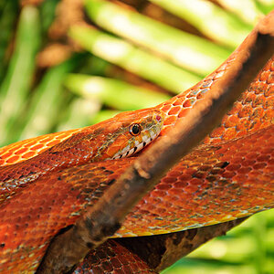 Snake2