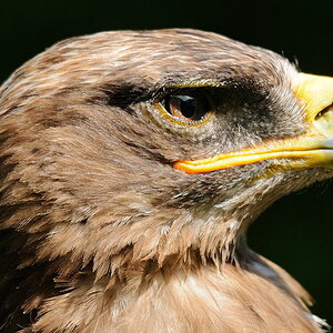 Steinadler bei Offenblende