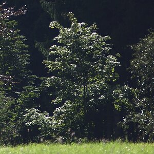 NFFcomp Nikon 135E 28 Crop