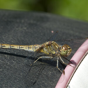 2010 08 27 Heidelibelle 01 04