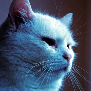 mieze