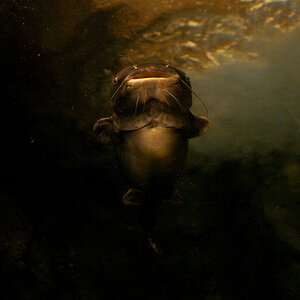 Wels (Georgia Aquarium)