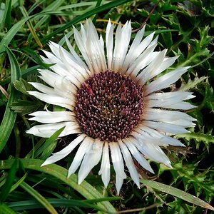 Silberdistel 1, Großer Ahornboden, Binseralm