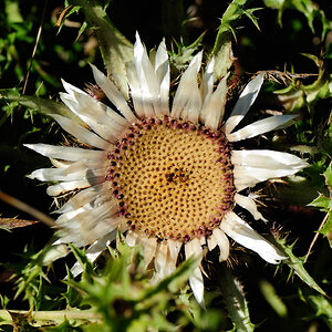 Silberdistel, Brunnenkopfhäuser (Linderhof)
