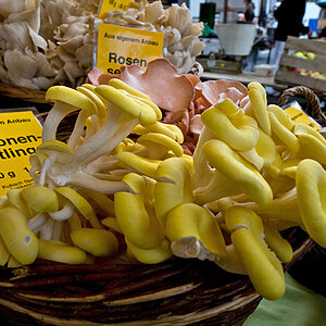 Limonenseitlinge